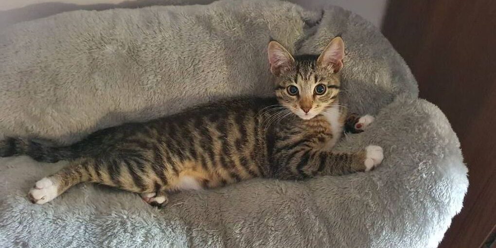 Ленинградцам рассказали, как помыть кота без стресса для обоих