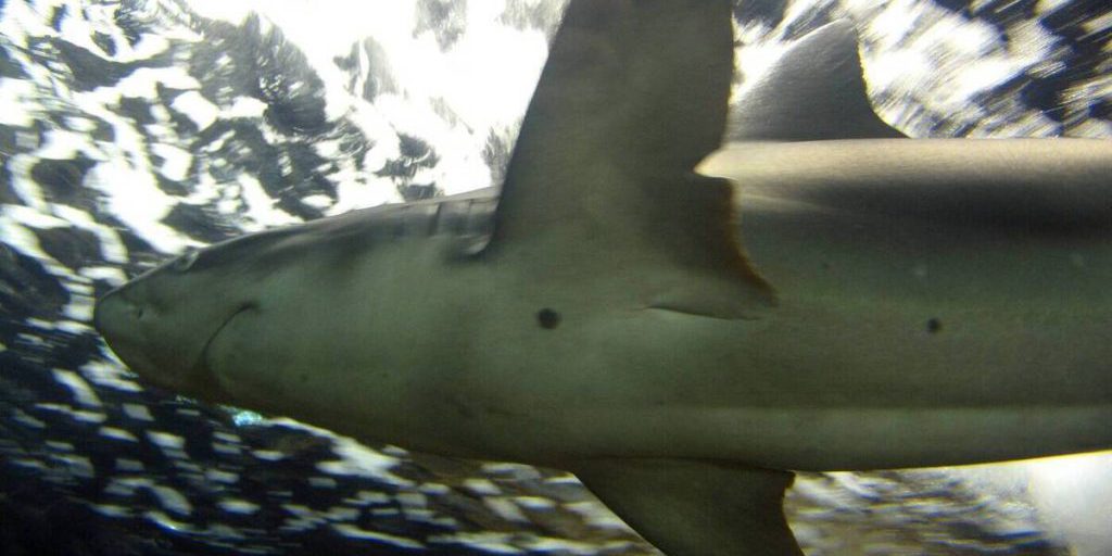 Gli squali non sono sempre aggressivi verso gli esseri umani feriti: nuove scoperte sugli attacchi degli squali