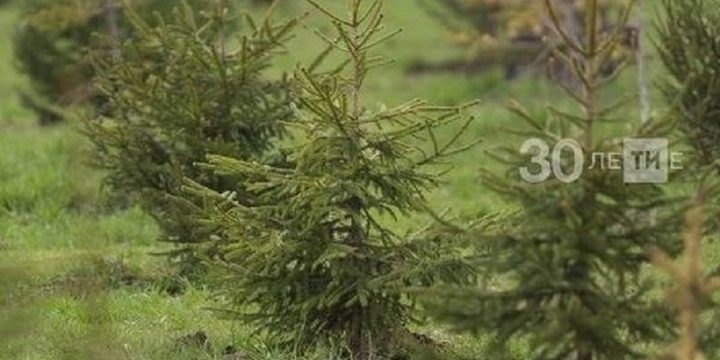 Вдоль Казанки создадут зеленую зону из дубов и елей по национальному проекту