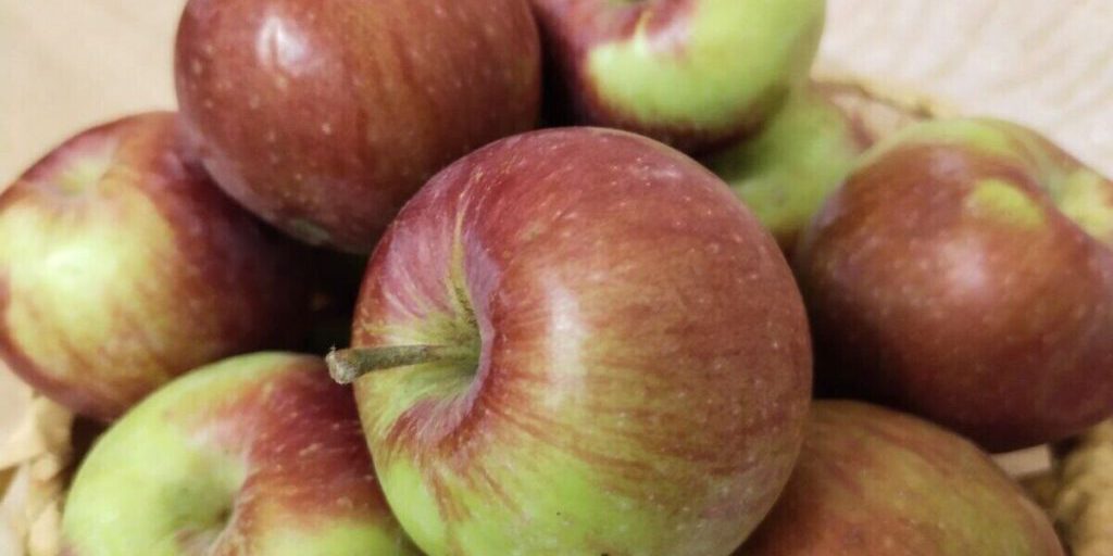 Fiera Agricola Selvskohozjajstvennaja Jarmarka a Prohorovka nell'Oblast di Belgorod il 13 settembre