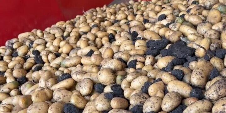 В Предгорном округе собрали 50 тысяч тонн картофеля