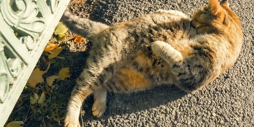 Regolamentazione sulla Vendita di Animali e Piante: Tutela della Salute Pubblica e dell'Ambiente