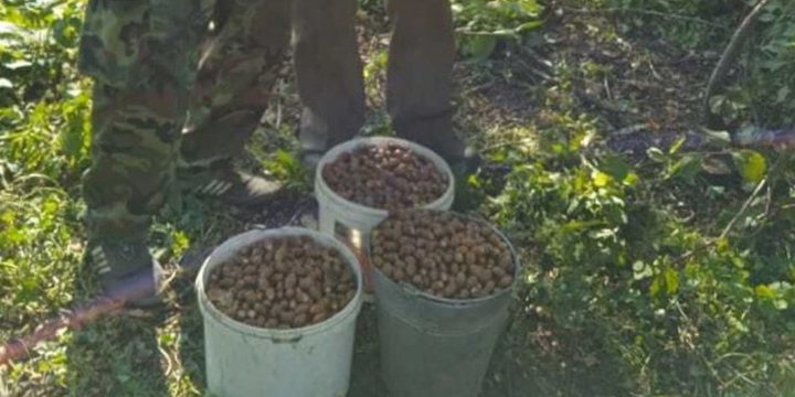 В Орловской области продолжается экоакция по сбору желудей