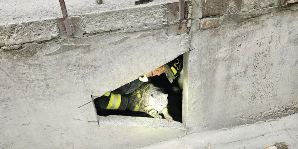 В Северодвинске спасатели вытащили кота из-под крыльца дома