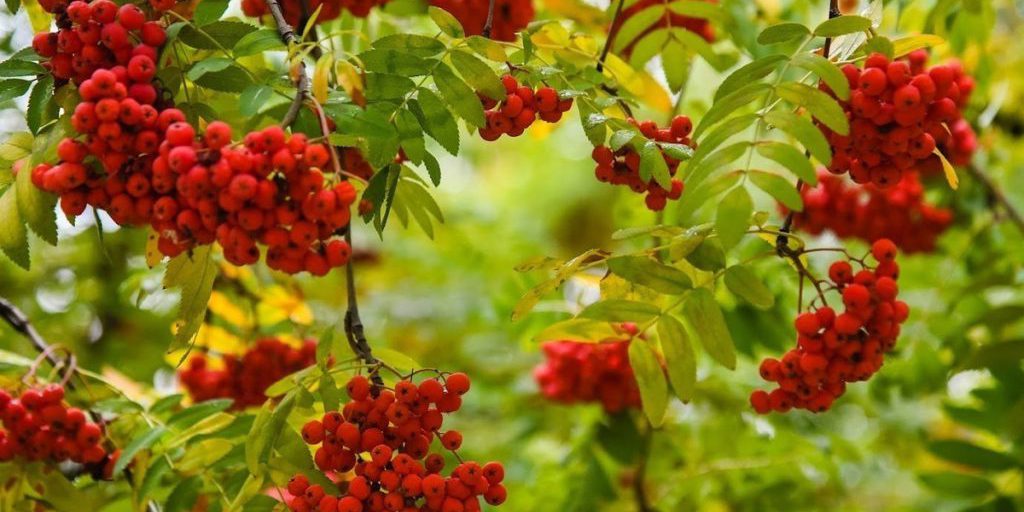 La Festa dei Santi Pietro e Paolo Rjabinnikov: Una Celebrazione Autunnale di Fede e Tradizione