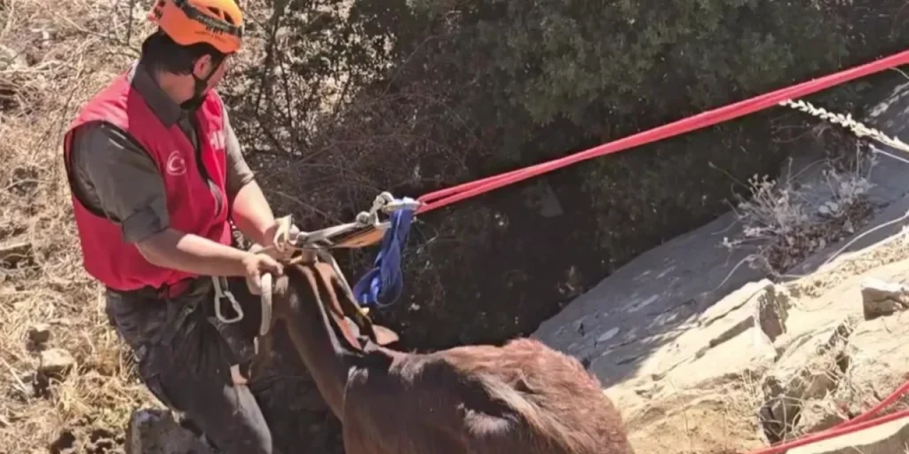 Richiesta di invio del testo completo dell’articolo per procedere con traduzione e ottimizzazione SEO