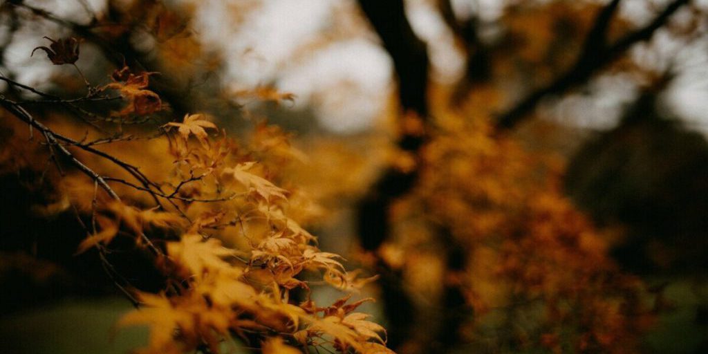 Воскресенье в Липецкой области будет дождливым, но теплым