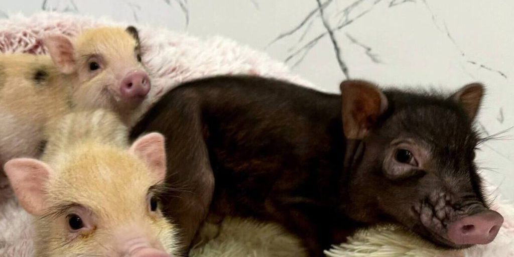 L'importanza della luce per la fertilità dei suini: una scoperta che potrebbe rivoluzionare l'allevamento