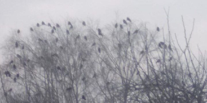 Nebbia fitta nella regione di Voronež: allarme giallo prorogato fino a martedì 21 ottobre