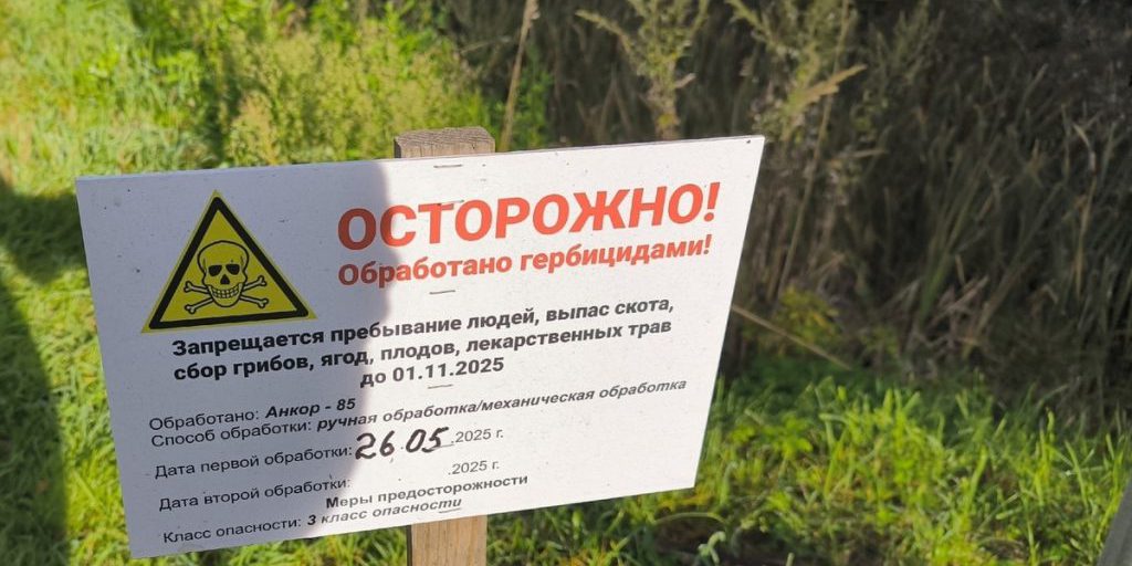 Divieto di raccolta di funghi nella regione di Yaroslavl fino al 1 novembre a causa della lotta contro il borščevik