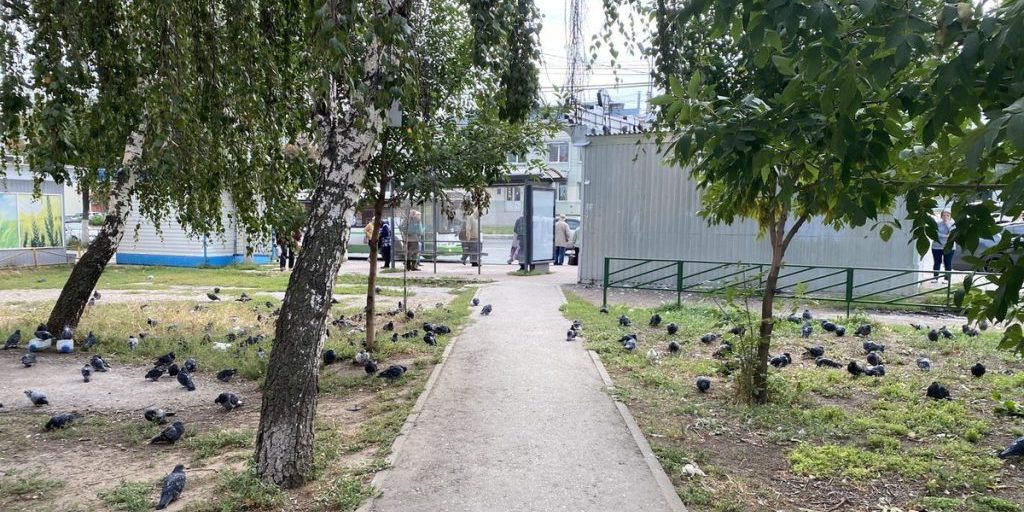 Alimentare gli uccelli in città può essere pericoloso: ecco le conseguenze e le motivazioni del divieto