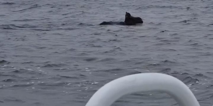 Cucciolo di alce salvato dalle acque della Volga a Kostroma grazie all'intervento del Servizio di Emergenza e Salvataggio