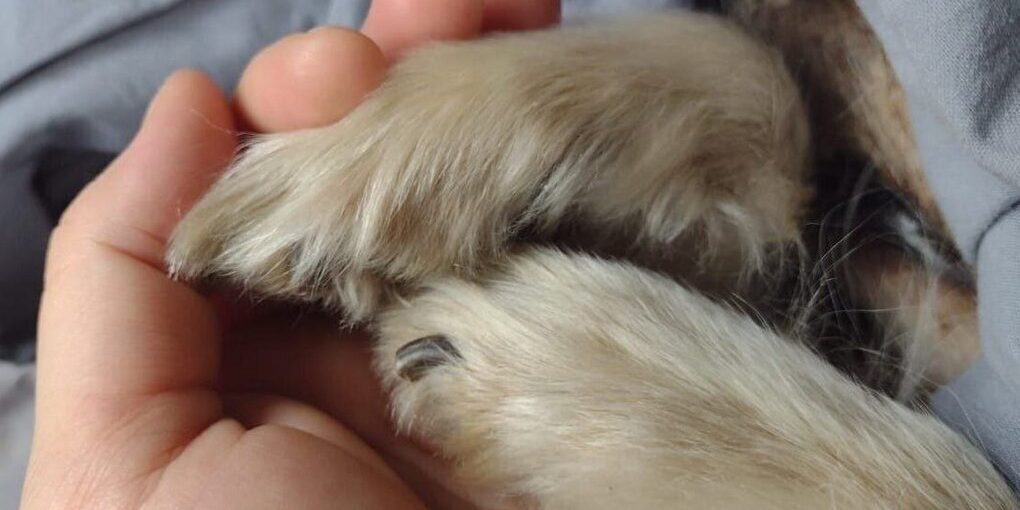 В Воронеже нашли водителя-чудовище, переехавшего собаку на глазах у детей