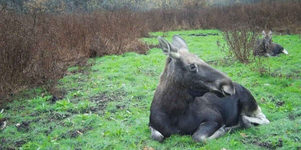 Фотоловушка засняла лосей во время утреннего отдыха в Окском заповеднике