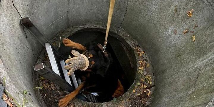 В Воронеже спасли упавшего в люк ротвейлера