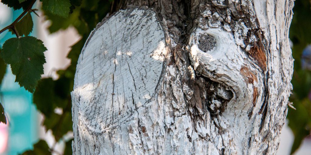 Эксперт рассказала, когда лучше белить деревья на участке