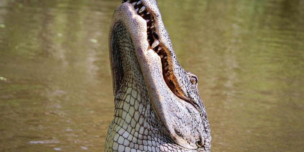 В Малайзии крокодил убил пожилого мужчину во время купания у причала