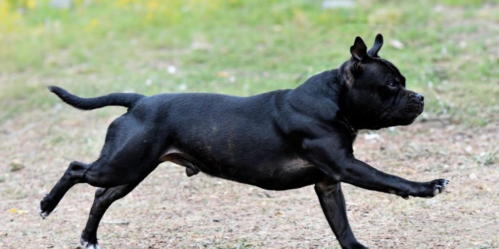 Schock-Moment auf Mallorca! Hund fällt 4-Jährige an