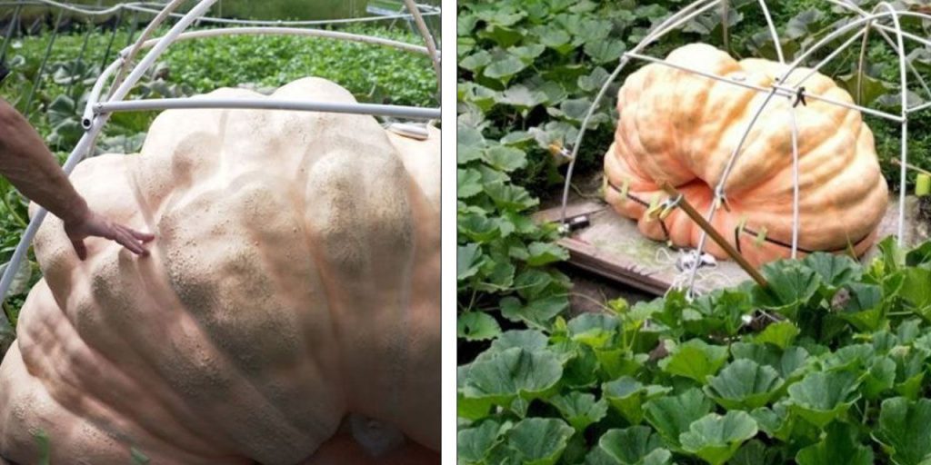 Devasa balkabağı görenleri şaşkına çevirdi! Ortalama bir otomobil ağırlığında