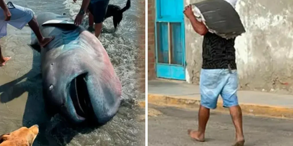 Squalo Megaboca finisce sulla costa di Talara: la carne viene filettata in pochi minuti