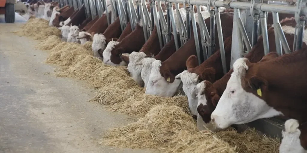 Con un finanziamento di un milione di lira, agricoltore di Tokat espande la mandria da 4 a 80 animali in 9 anni