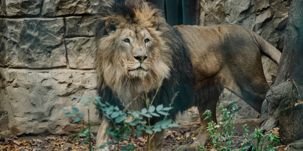 Bombardamento russi colpisce l'Ecopark di Feldman vicino a Kharkiv: feriti volontario e animali