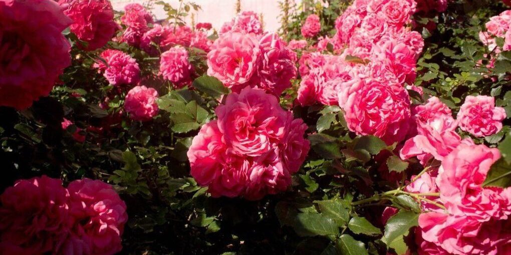 Сады-трансформеры переедут из видовых мест в другие районы Петербурга