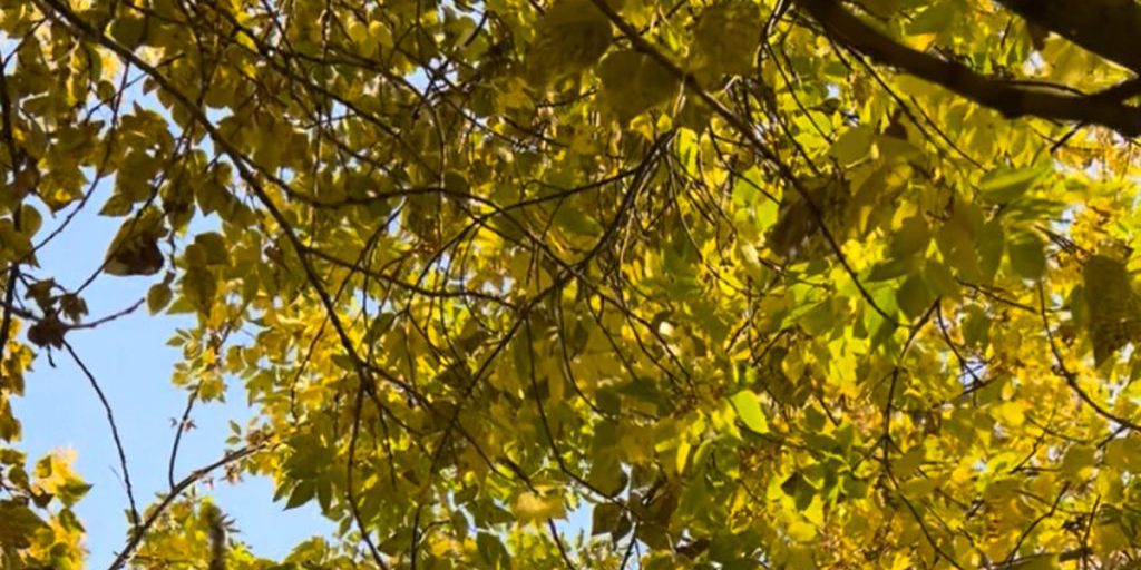 Previsioni Meteo a Novosibirsk: Temperature in Calo e Possibili Impatti sulla Vita Quotidiana