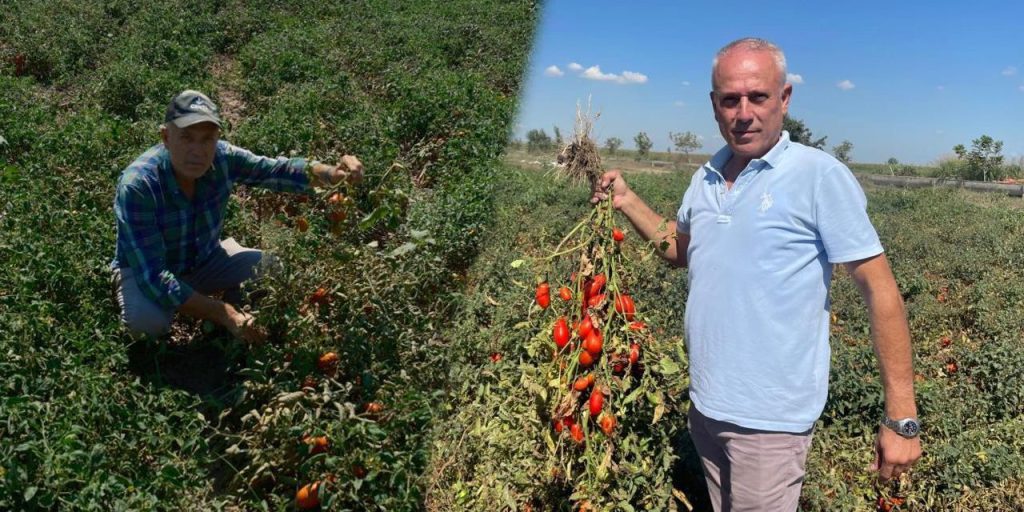 Dil öğrenmek için gittiği Londra'da hayatı değişti! Azar azar başladı, bin dönüme ulaştı...