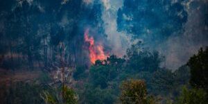 Global Forest Loss: Far Off Track From Global Commitments