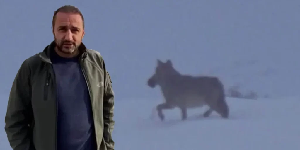 Cittadino di Zara osserva lupo con anatra in bocca durante passeggiata nella natura