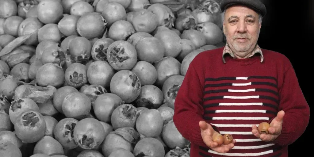 Muşmula, il frutto autunnale chiamato cioccolato naturale, costa 100 lira al chilo