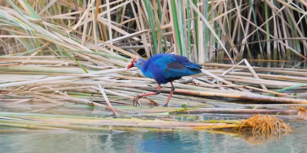 Richiesta di invio del testo originale per la revisione