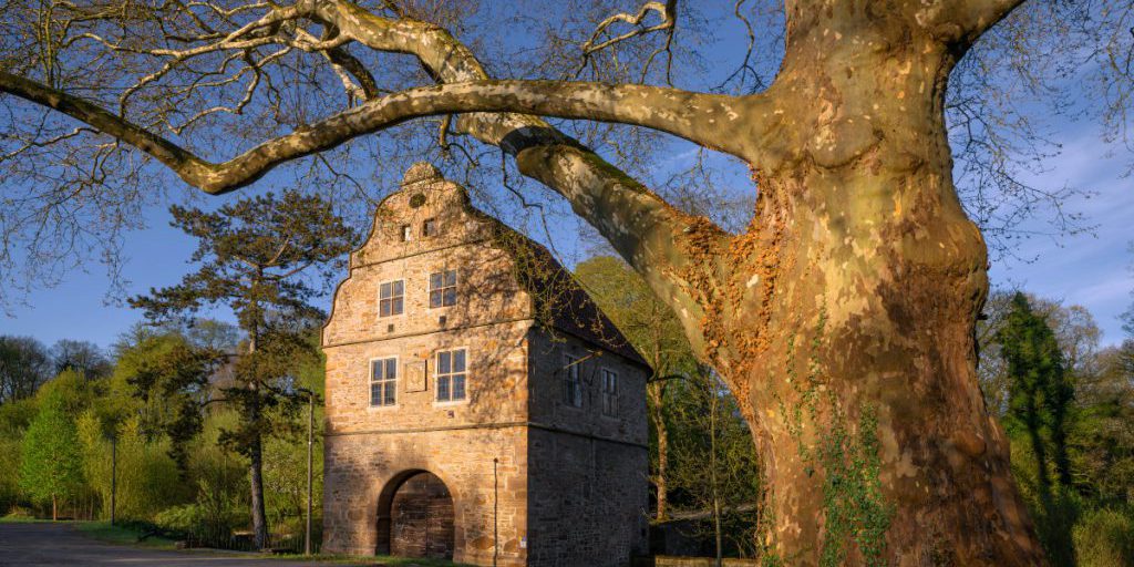 Furto sensazionale a Dortmund: la pianta simbolo della città scompare nella notte