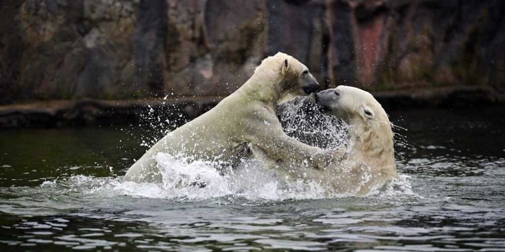 Due orsi polari si lanciano l'uno contro l'altro all'aperto al parco ZOOM Gelsenkirchen