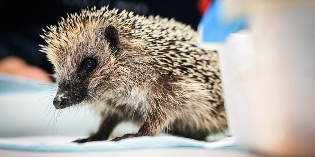 Rifugio per animali in NRW chiude l'accoglienza per mancanza di spazio e risorse