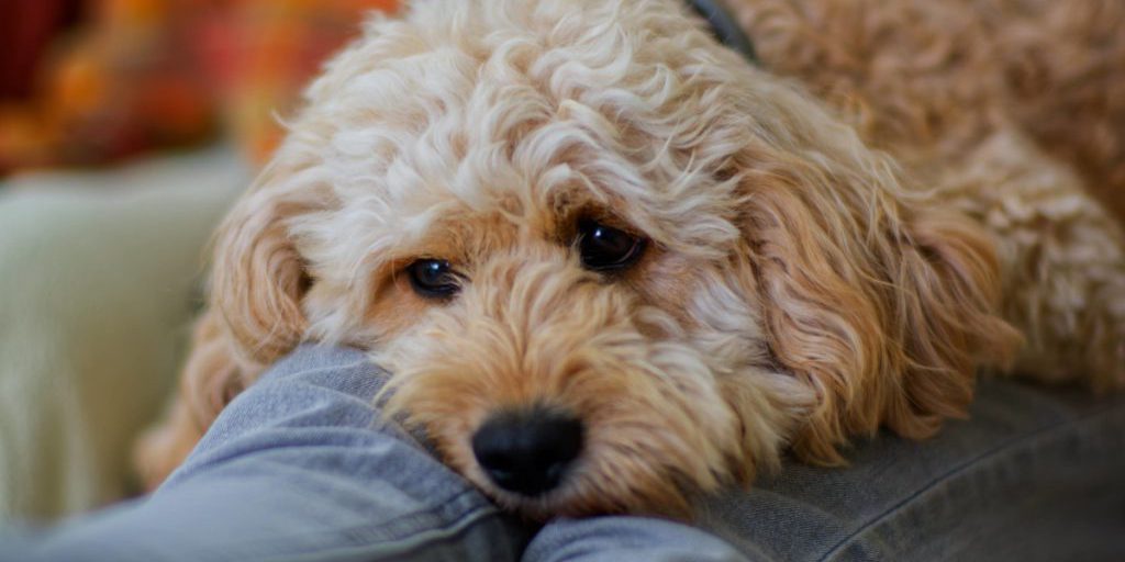 La Città di Duisburg Verso l'Abolizione della Tassa per Cani: Un Passo Verso l'Inclusione e l'Accessibilità