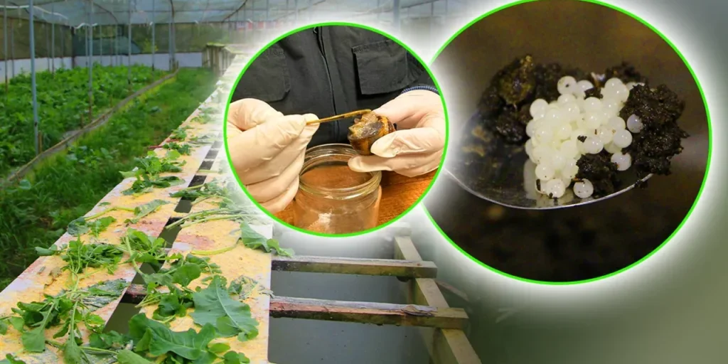 Richiesta di invio del testo originale per procedere con la riscrittura