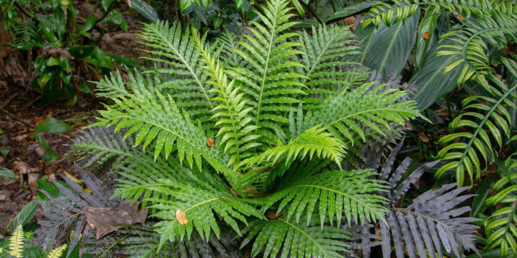 Scoperta Rivoluzionaria: una Pianta che Accumula Terre Rare all'Interno delle sue Cellule