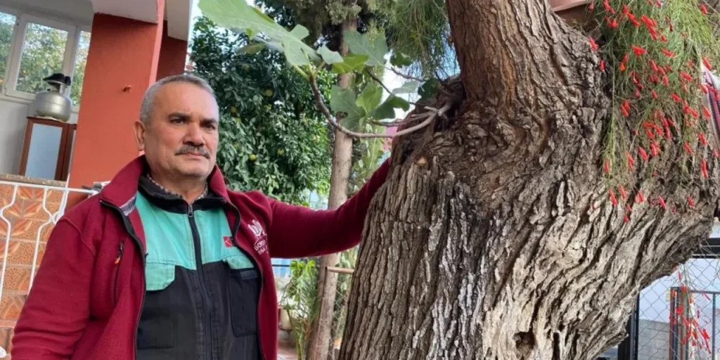 Dut ağacının gövdesinden çıktı, bir de meyve verdi! Görenler gözlerine inanamadı