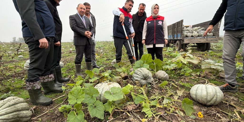 La Raccolta delle Castagne di Düzce: un'Attività Economica e Culturale di Alta Qualità