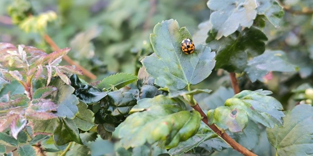 Previsioni Meteo a Tomsk il 21 settembre: Tempo Stabile e Temperature Moderate