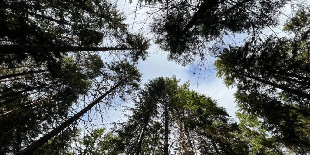 Ученые Петербурга создали чудо-смесь для восстановления лесов