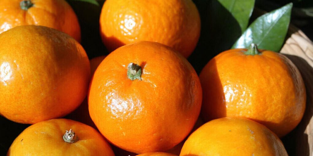 "Подорожают на 20% к Новому году": в России начали расти цены на мандарины