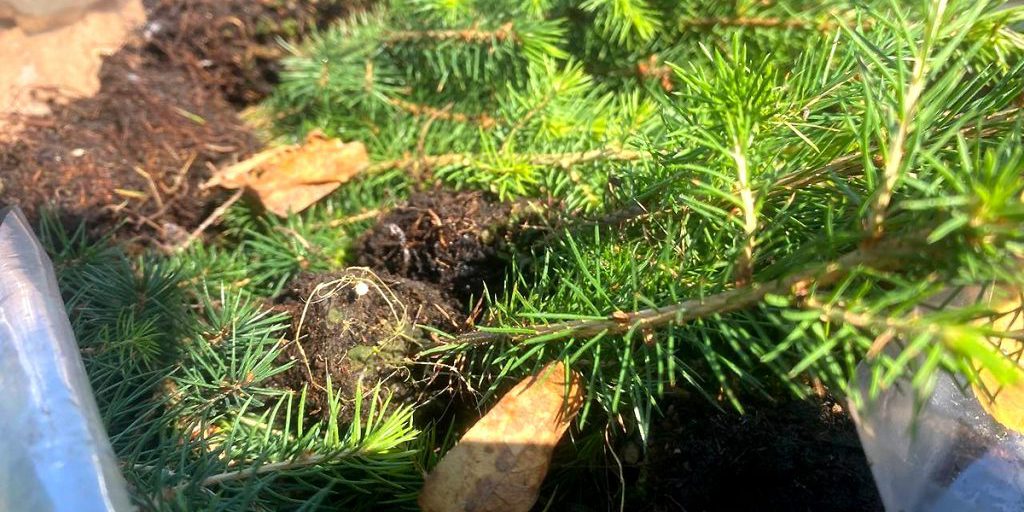 В Калининградской области высадили более 37 тысяч саженцев