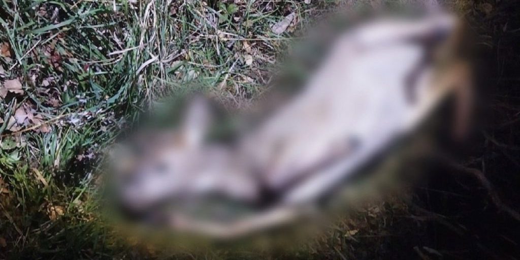 Курганские браконьеры во время погони выбросили из машины ружье и тушу косули