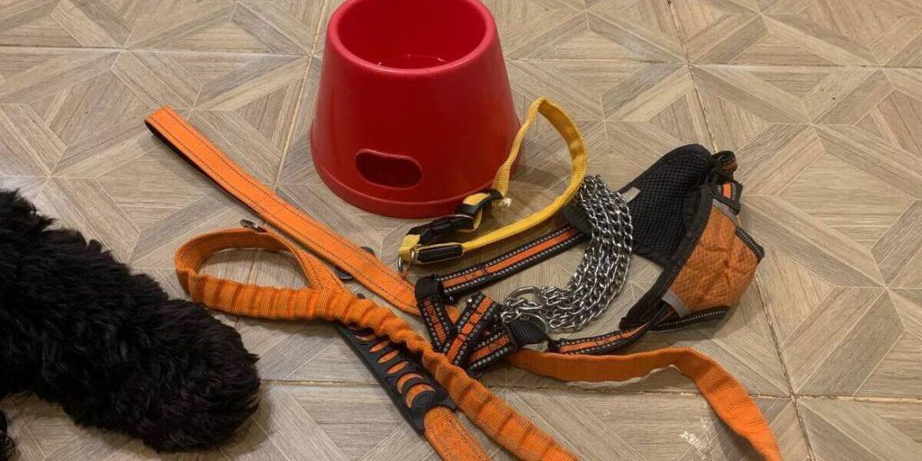 Truffa dei cuccioli malati: gli allevatori illegali vendono animali senza curarsi della loro salute