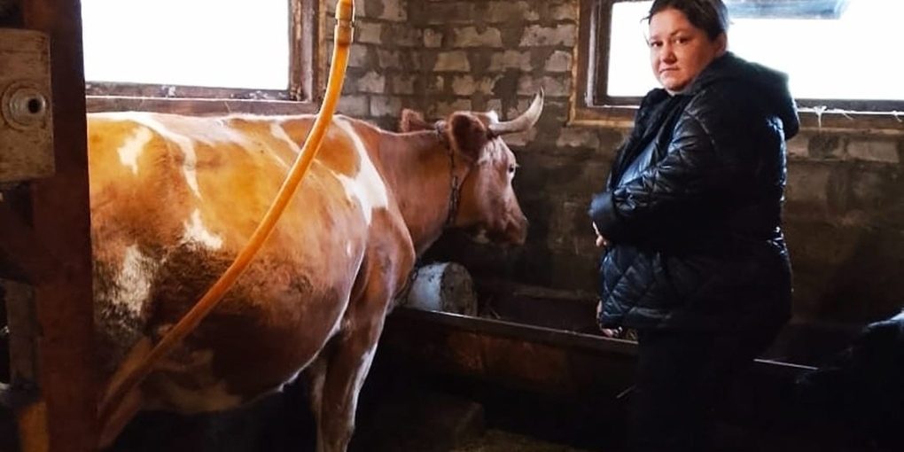 Соцконтракт помог семье из Волоконовского района начать молочный бизнес