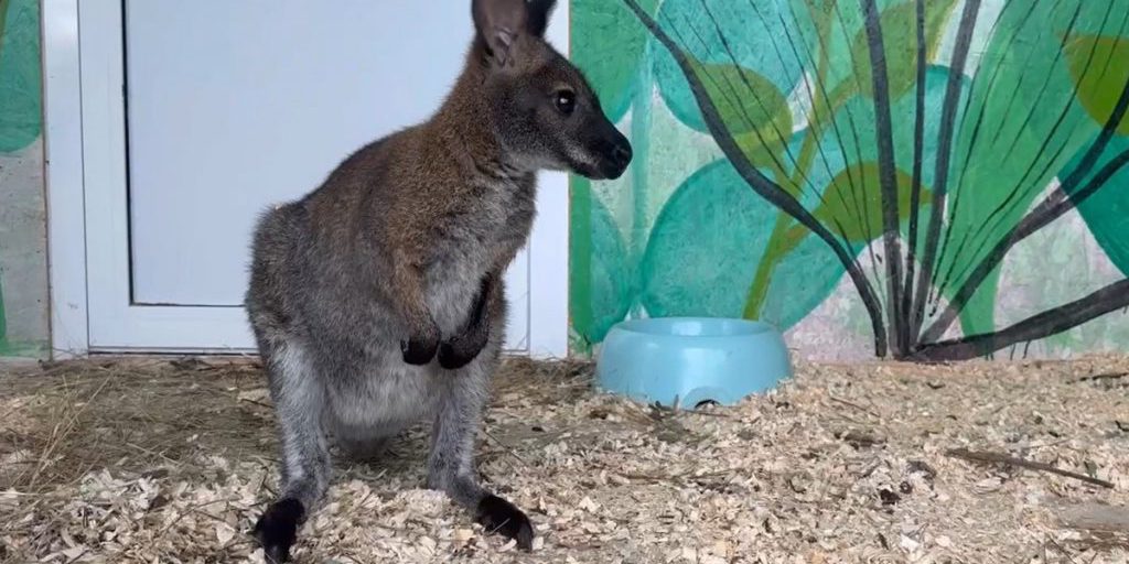 Новый кенгуру приехал в Челябинский зоопарк