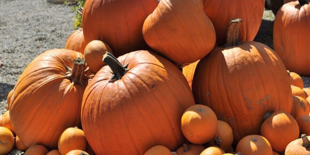 В Дагестане собрано более 209 тысяч тонн урожая бахчевых культур